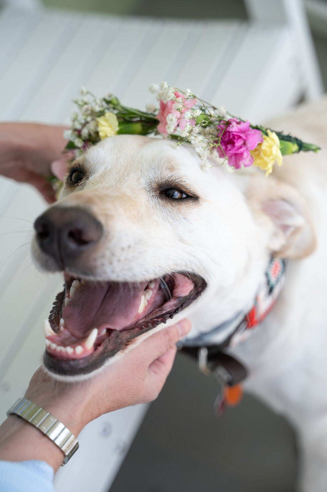 Happy dog wearing a flower crown